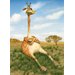 girafik